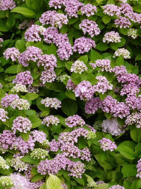 Hydrangea macrophylla 'Ayesha' fleur (2)